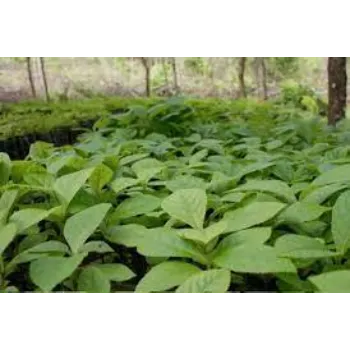Natural Teak Plant